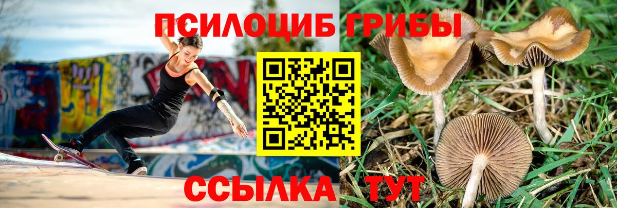 закладки  Ефремов  Псилоцибиновые грибы GOLDEN TEACHER 